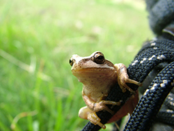Southern brown treefrog hopes on board at Grampians Paradise Camping and Caravan Parkland
